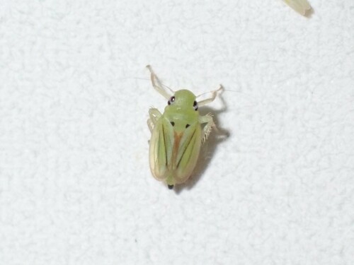 Neocoelidia vittapennis