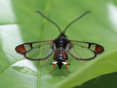 Synanthedon formicaeformis