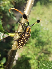 Aristobia approximator