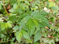 Elatostema parvum