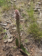 Veronica plantaginea