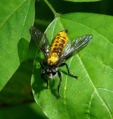 Laphria sericea