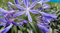 Agapanthus praecox