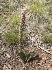 Veronica plantaginea