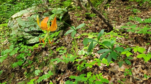 Image of Carolina Lily (Lilium michauxii) by (c) Sean Feirstein, some rights reserved (CC BY)