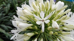 Agapanthus praecox