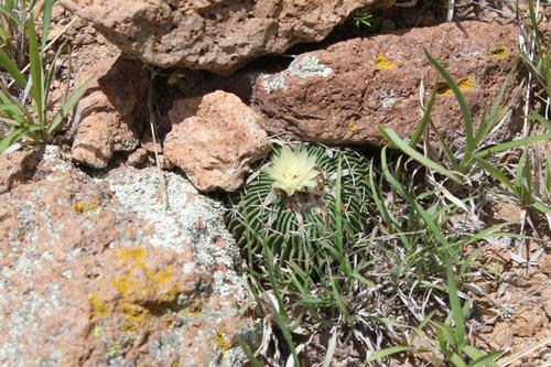 Echinofossulocactus phyllacanthus