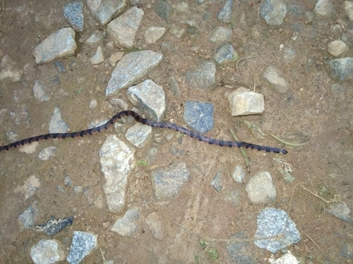 Bibron's Slender Coralsnake