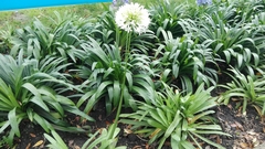 Agapanthus praecox