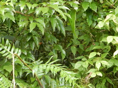 Viburnum taitoense