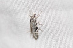 Nemapogon granella