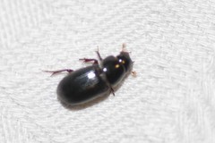 Aphodius