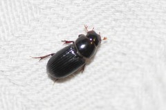 Aphodius