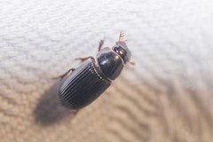 Aphodius