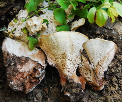 Abortiporus biennis image