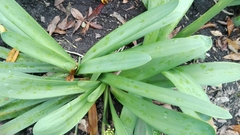 Agapanthus praecox