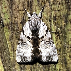Catocala andromedae