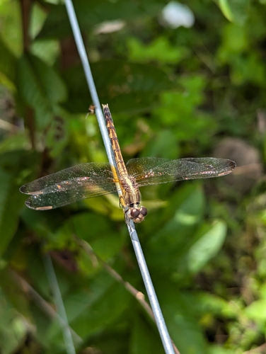 Black-winged Dragonlet