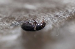 Aphodius