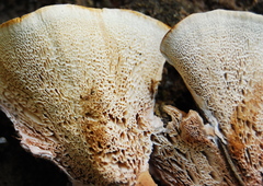 Abortiporus biennis image