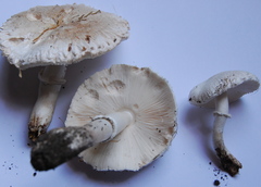 Leucoagaricus barssii image