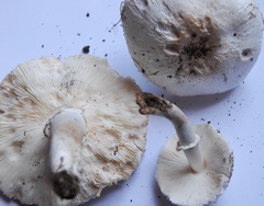 Leucoagaricus barssii image