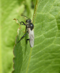 Bibio albipennis