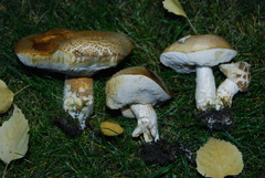 Leccinum holopus image