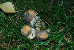 Leccinum holopus image