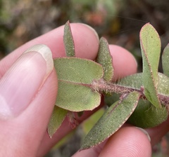 Arctostaphylos pajaroensis