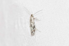 Phyllonorycter propinquinella