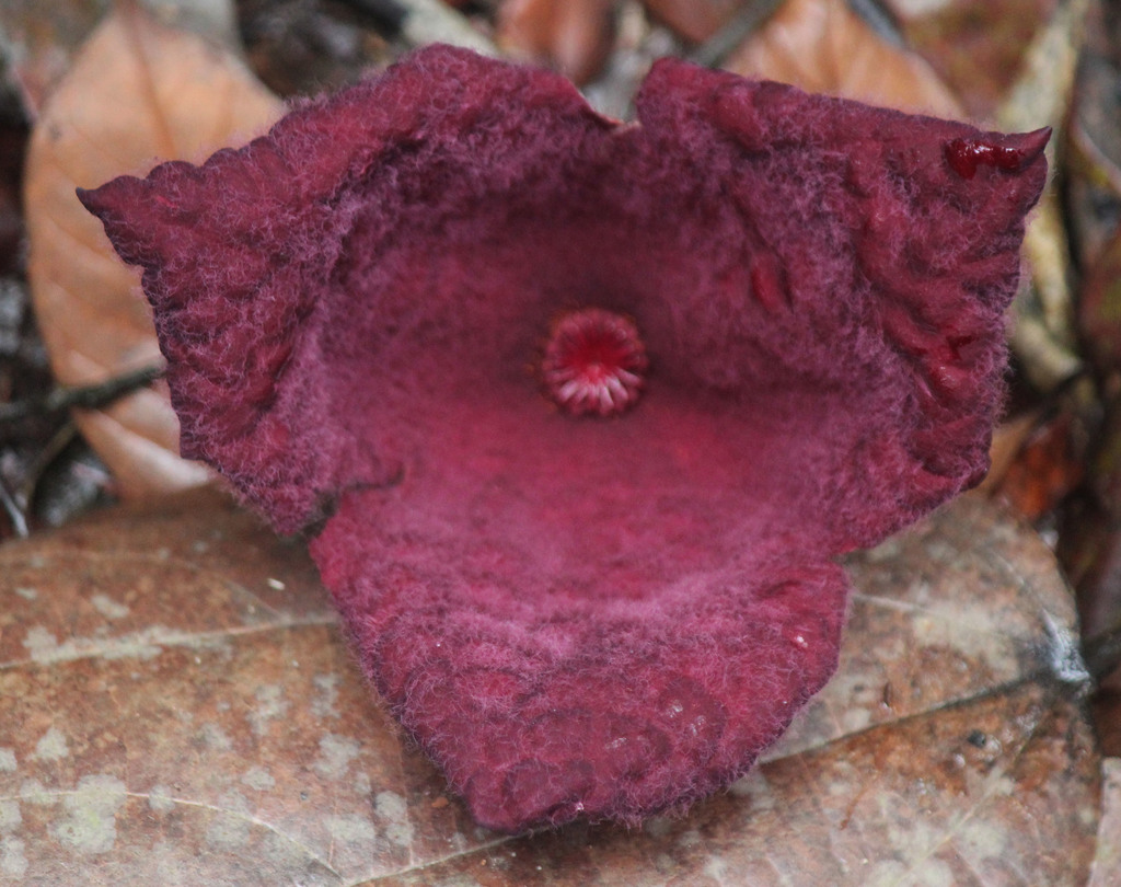 Thottea grandiflora