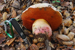 Rubroboletus eastwoodiae image