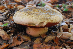 Rubroboletus eastwoodiae image