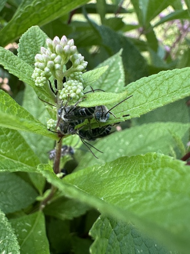Denticulate Longhorn Bee photo 4