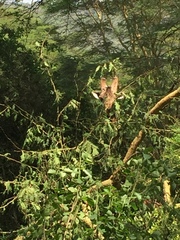 Giraffa camelopardalis rothschildi