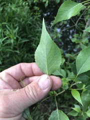 Populus × acuminata