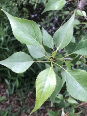 Populus × acuminata
