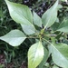 Populus × acuminata - Photo (c) eareiff, vissa rättigheter förbehållna (CC BY-NC)
