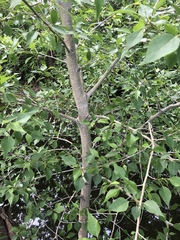 Populus × acuminata