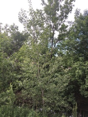 Populus × acuminata
