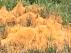 Cuscuta pacifica pacifica