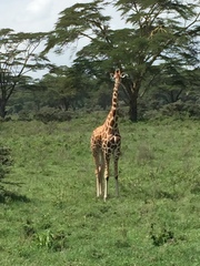 Giraffa camelopardalis rothschildi