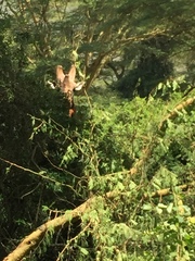 Giraffa camelopardalis rothschildi