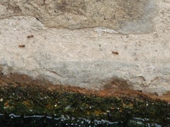 Lasius emarginatus
