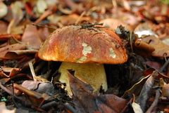 Leccinum manzanitae image