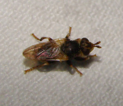 Myopa