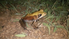 Clinotarsus curtipes