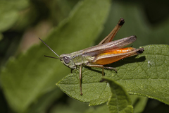 Amblytropidia australis