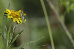 Conocephalus longipes